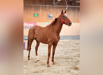 Más caballos de pura sangre, Caballo castrado, 7 años, 170 cm, Alazán