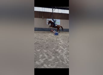 Más caballos de pura sangre, Caballo castrado, 7 años, 170 cm, Alazán