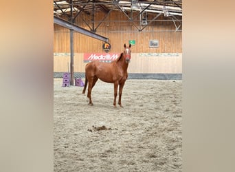 Más caballos de pura sangre, Caballo castrado, 7 años, 170 cm, Alazán