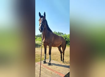 Más caballos de pura sangre, Caballo castrado, 7 años, 172 cm, Castaño