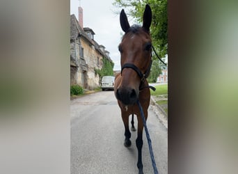 Más caballos de pura sangre, Caballo castrado, 8 años, 160 cm, Castaño