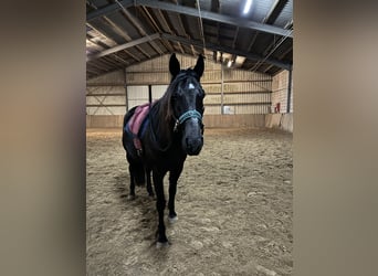 Más caballos de pura sangre, Caballo castrado, 8 años, 161 cm, Negro