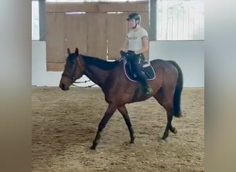 Más caballos de pura sangre, Caballo castrado, 8 años, 163 cm, Castaño