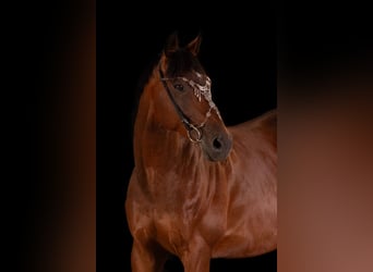 Más caballos de pura sangre, Caballo castrado, 9 años, 162 cm, Castaño