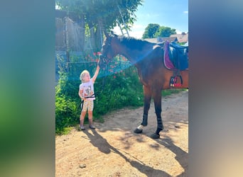 Más caballos de pura sangre, Caballo castrado, 9 años, 167 cm, Castaño