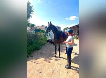 Más caballos de pura sangre, Caballo castrado, 9 años, 167 cm, Castaño