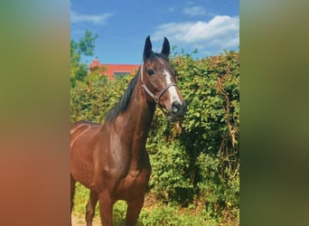 Más caballos de pura sangre, Caballo castrado, 9 años, 167 cm, Castaño