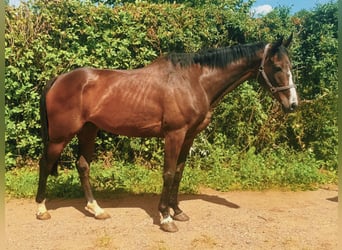 Más caballos de pura sangre, Caballo castrado, 9 años, 167 cm, Castaño