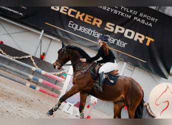 Más caballos de pura sangre, Caballo castrado, 9 años, 168 cm, Castaño