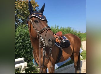 Más caballos de pura sangre, Caballo castrado, 9 años, 170 cm, Castaño oscuro