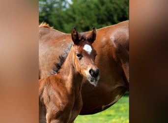 Más caballos de pura sangre, Semental, 1 año, 153 cm, Castaño