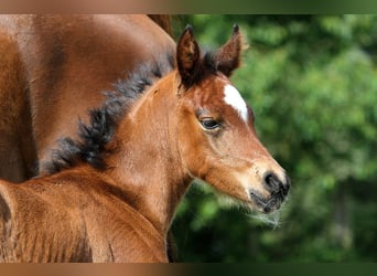 Más caballos de pura sangre, Semental, 1 año, 153 cm, Castaño