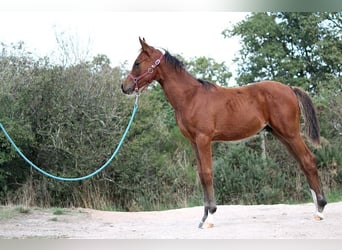 Más caballos de pura sangre, Semental, 1 año, 153 cm, Castaño