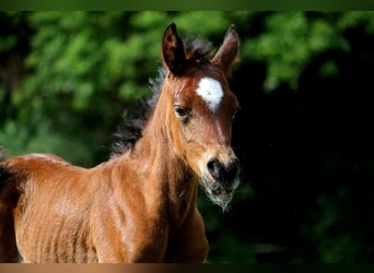 Más caballos de pura sangre, Semental, 1 año, 153 cm, Castaño