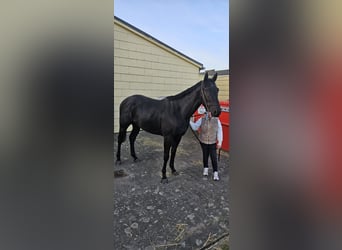 Más caballos de pura sangre, Semental, 3 años, 160 cm, Negro