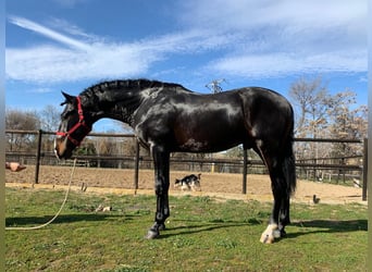 Más caballos de pura sangre, Semental, 7 años, 161 cm, Negro