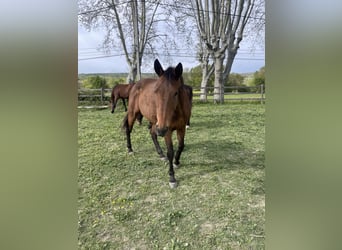 Más caballos de pura sangre, Semental, 9 años