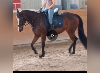 Más caballos de pura sangre, Yegua, 10 años, 158 cm, Castaño