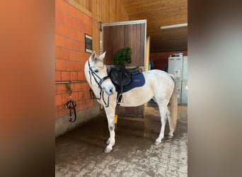 Más caballos de pura sangre, Yegua, 11 años, 150 cm, Tordo rodado