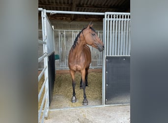 Más caballos de pura sangre, Yegua, 11 años, 160 cm, Castaño