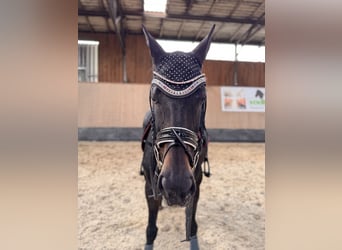 Más caballos de pura sangre, Yegua, 11 años, 166 cm, Castaño oscuro