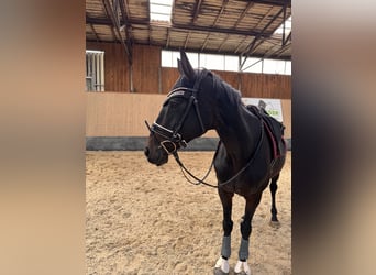 Más caballos de pura sangre, Yegua, 11 años, 166 cm, Castaño oscuro