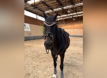 Más caballos de pura sangre, Yegua, 11 años, 166 cm, Castaño oscuro