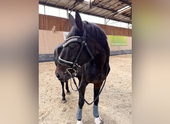 Más caballos de pura sangre, Yegua, 11 años, 166 cm, Castaño oscuro