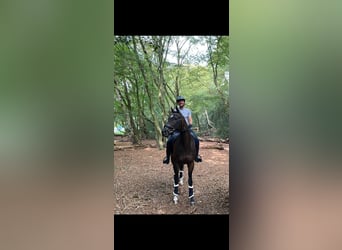 Más caballos de pura sangre, Yegua, 11 años, Castaño oscuro