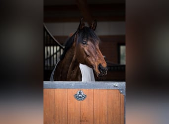 Más caballos de pura sangre, Yegua, 12 años, 173 cm, Castaño
