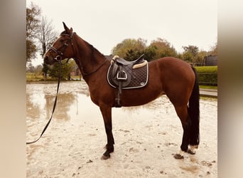 Más caballos de pura sangre, Yegua, 13 años, 153 cm, Castaño