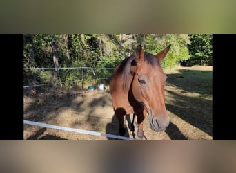 Más caballos de pura sangre, Yegua, 13 años, 157 cm, Castaño