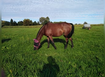 Más caballos de pura sangre, Yegua, 13 años, 159 cm, Castaño