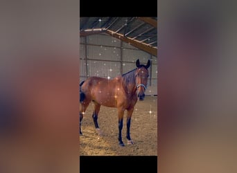 Más caballos de pura sangre, Yegua, 14 años, 170 cm, Castaño