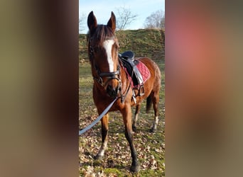 Más caballos de pura sangre, Yegua, 15 años, 155 cm, Castaño
