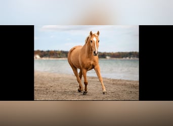 Más caballos de pura sangre, Yegua, 15 años, 155 cm, Palomino