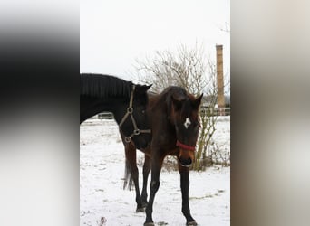 Más caballos de pura sangre, Yegua, 15 años, 160 cm, Castaño