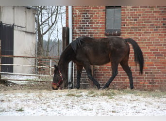 Más caballos de pura sangre, Yegua, 15 años, 160 cm, Castaño