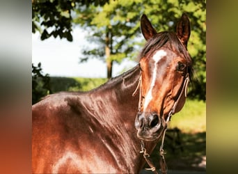 Más caballos de pura sangre, Yegua, 15 años, 168 cm, Castaño oscuro