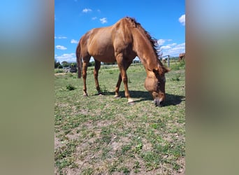 Más caballos de pura sangre, Yegua, 16 años, 168 cm, Alazán