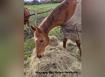 Más caballos de pura sangre, Yegua, 16 años, 168 cm, Alazán