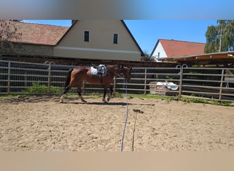 Más caballos de pura sangre, Yegua, 17 años, 167 cm, Castaño