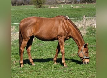 Más caballos de pura sangre, Yegua, 17 años, 168 cm, Alazán