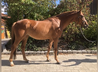 Más caballos de pura sangre, Yegua, 18 años, 166 cm, Alazán