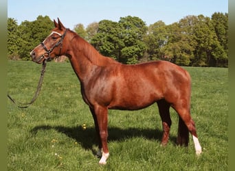 Más caballos de pura sangre, Yegua, 19 años, 150 cm, Alazán-tostado