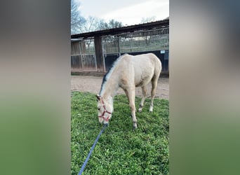 Más caballos de pura sangre, Yegua, 1 año, 160 cm, Bayo