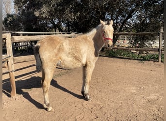 Más caballos de pura sangre, Yegua, 1 año, 160 cm, Bayo