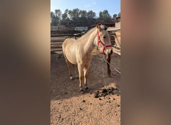 Más caballos de pura sangre, Yegua, 1 año, 160 cm, Bayo