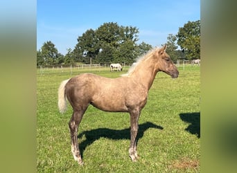 Más caballos de pura sangre, Yegua, 1 año, 165 cm, Palomino