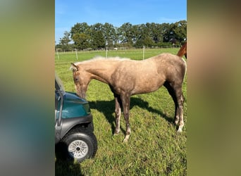 Más caballos de pura sangre, Yegua, 1 año, 165 cm, Palomino